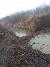 Żeremie bobrów