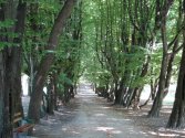 Przeworsk, Aleja grabowa prowadząca do  pałacu Lubomirskich