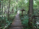 Białowieża. Ściezka przyrodnicza -  Żebra żubra.