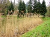 Stary brąz z młodą zielenią.