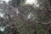 Rozdroże Izerskie - Rozdroże pod Kopą; szlak żółty
